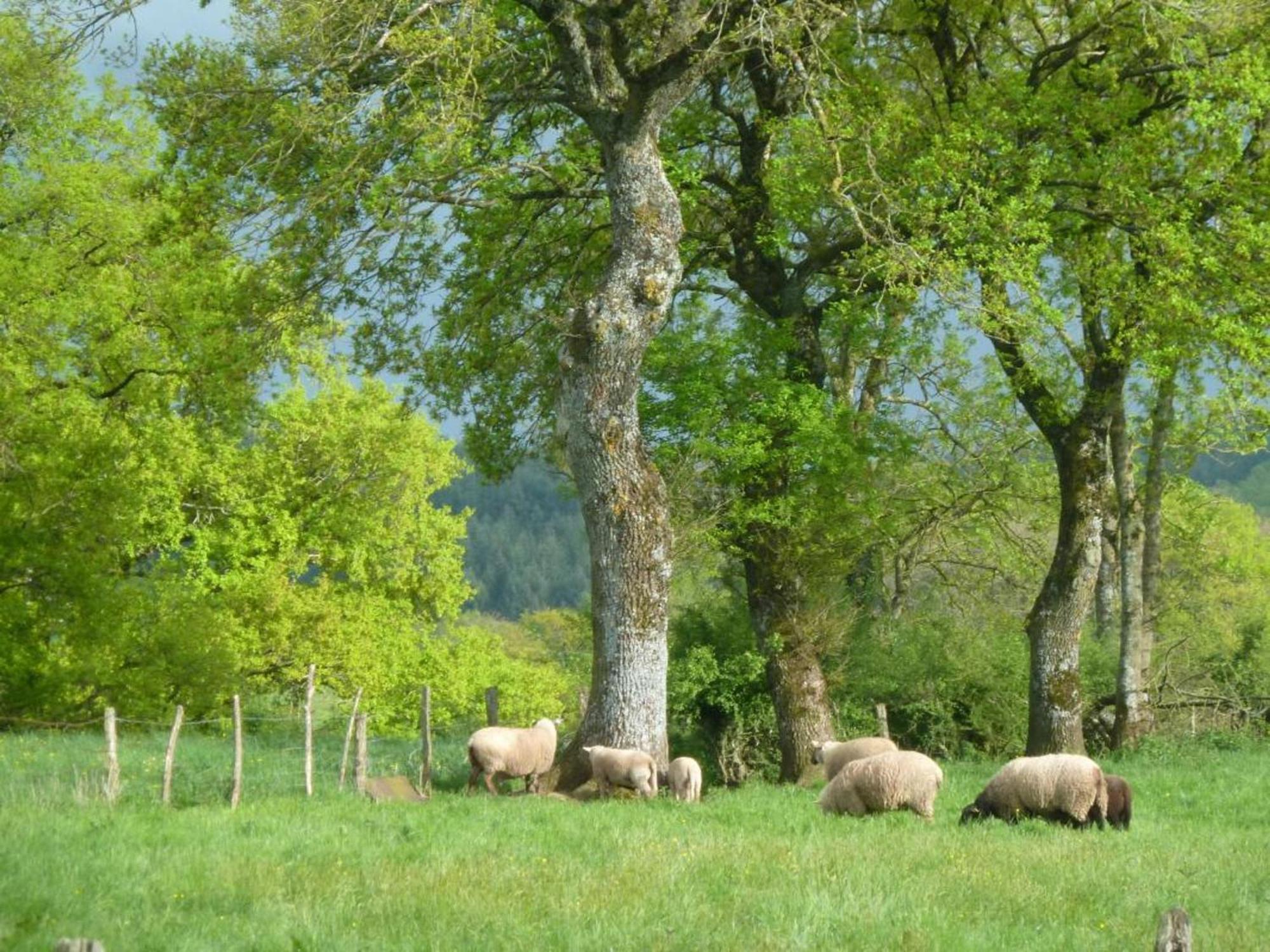 Maison De Campagne Ideale Pour Familles, Cavaliers, Animaux Acceptes, Avec Jardin Clos Et Tout Equipe. - Fr-1-489-172 Βίλα Barrais-Bussolles Εξωτερικό φωτογραφία